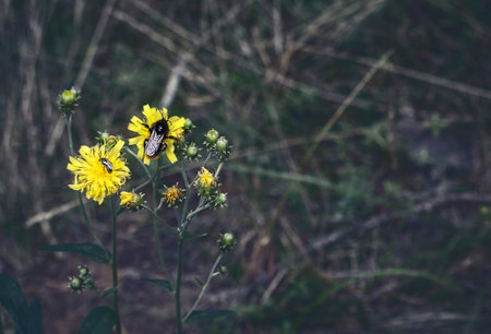 Yellow forest flowers with bee and bumblebee on dark misty background with grassの写真素材