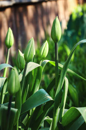 Closed green tulips buds and long leavesの写真素材