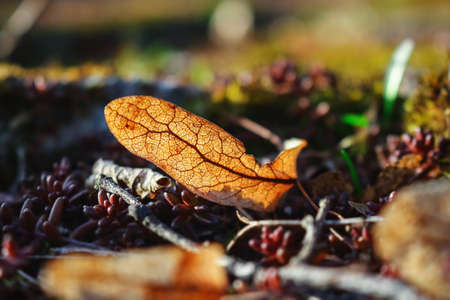 Old dry linden seed lying on ground on red creeping succulent and dry leavesの写真素材