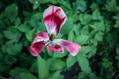 Pink old tulip blossom with crooked petals on blurred grass background
