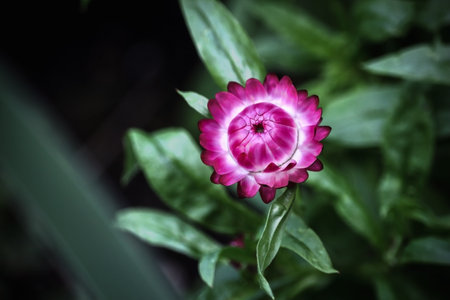 Dark pink bright strawflower blossom on blurry leaves background