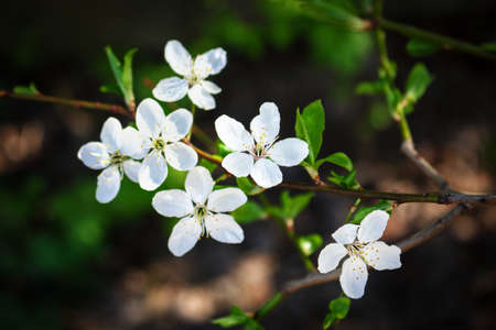 White small spring flowers on branch with green leaves on brown bokeh background
