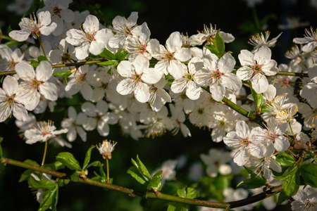 White small spring flowers on branch with green leaves on brown bokeh background