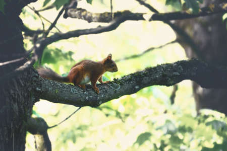Red squirrel sitting on branch on blurry bokeh backgroundの写真素材