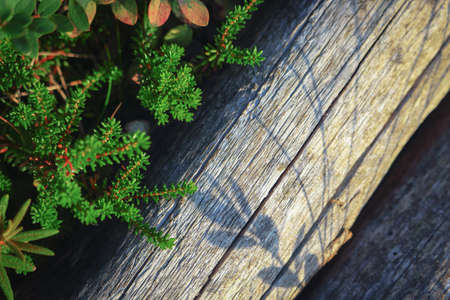 Crowberry grass and shadow on fallen dry tree trunk with cracks