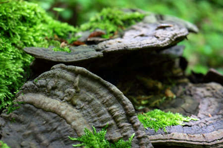 Big wooden mushrooms with green moss layered in forest