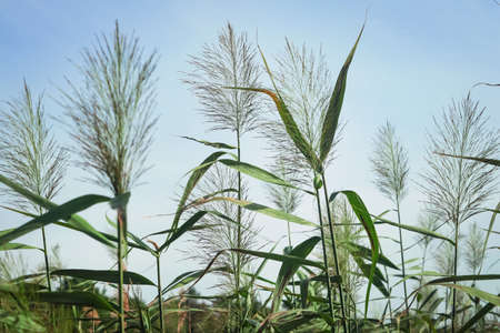 Green reeds with long leaves and shaggy tops on blue sky
