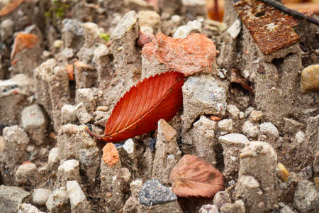 Red elm leaf lying on old weathered concrete and red blocks ground artistic photoの写真素材