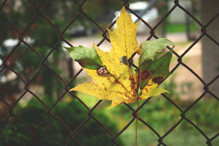 Yellow maple leaf stuck on wired fence with blurred backgroundの写真素材