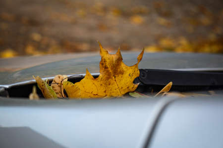Maple leaf stickingout on car front shield windowの写真素材
