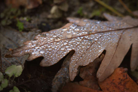 Brown fallen oak leaf with tiny water drops lying on ground among other autumn leaves and grassの写真素材