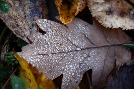 Brown fallen oak leaf with tiny water drops lying on ground among other autumn leaves