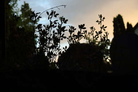 Grass black silhouettes on sunset sky backgroundの写真素材