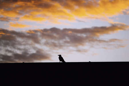Crow silhouette sitting on roof top in sunset skyの写真素材