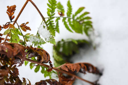 Brown and green fern leaves on snowの写真素材