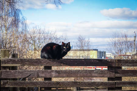Black cat sitting on wooden plank fence on city with blue sky background and white cloudsの写真素材
