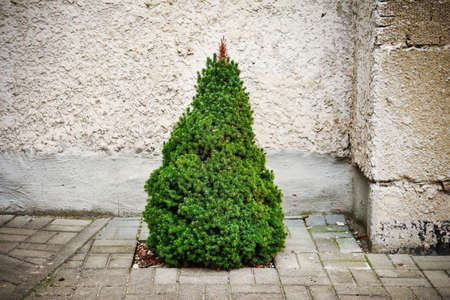 Small green baby fir growing on paved tiled yard near concrete building wall