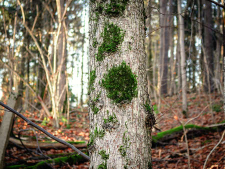Green moss growing on tree trunk with forest background with fallen tree and brown leaves covered ground backdropの写真素材