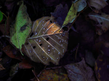 Brown dry leaf with holes between two green leaves on dark ground with other dry leaves