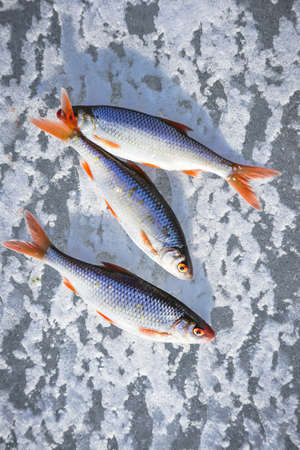 Three fish lying on textured ice during winter fishing in sun