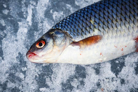 Fish lying on textured ice during winter fishingの写真素材