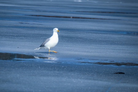 Seagull walking on ice with water puddles on frozen lakeの写真素材