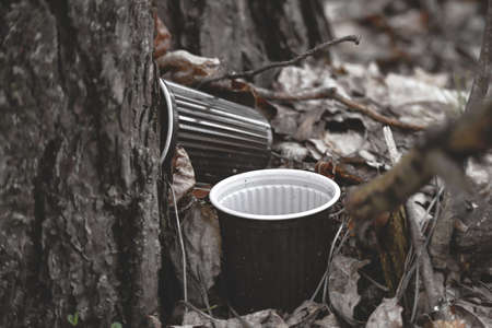 Two plastic coffee cups left in the forest near tree trunk in dry leaves on the wood groundの写真素材