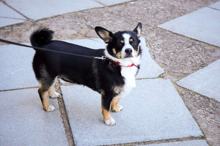 Small black and white dog with big ears pointing backwards standing on tiled pavement looking into...