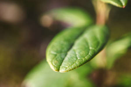 Cowberry plant leaf with veins macro shot on dark forest blurred background in sunset lightの写真素材