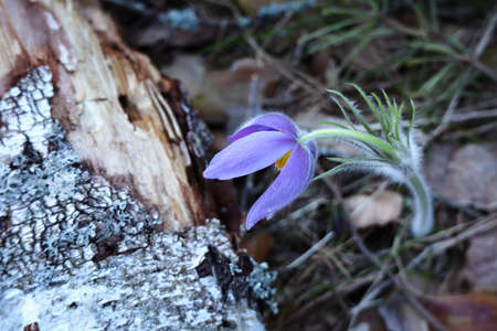 Purple prairie crocus spring flower reclining over a dry bark tree trunk on forest grass background