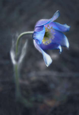 Blue open prairie crocus spring flower hovering over ground in the forest
