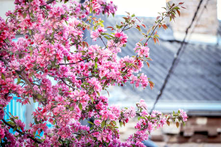 Pink cherry blossoms branch in front of a gray residential building roof on the background
