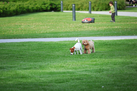 Small dogs chasing each other playing on a green lawn