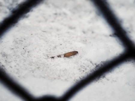 Samara seed lying on thick snow layer on the ground background framed by diamond wire fence pieceの写真素材