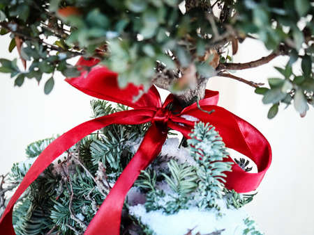 Christmas boxwood tree bottom with leaves tied with red ribbon standing outdoors in a pot on snow backgroundの写真素材