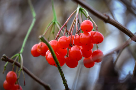 Bright red viburnum berries on blurry autumn shrub with brown leaves background with visible blue sky spotsの写真素材