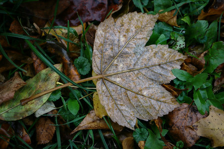 Brown wet sycamore maple leaf lying back side on green grass surrounded with other fallen leaves...