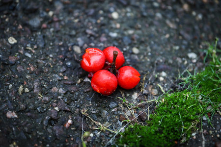 Four red berries on stem lying on dark asphalt road with green moss in autumnの写真素材