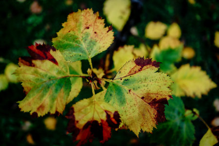 Yellow leaves with brown and green stains growing on stem top down view on dark background in autumn...
