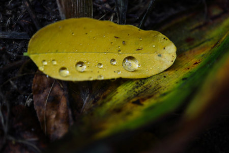 One yellow fallen leaf of acacia tree with spherical rain drops inside lying on dark ground during...