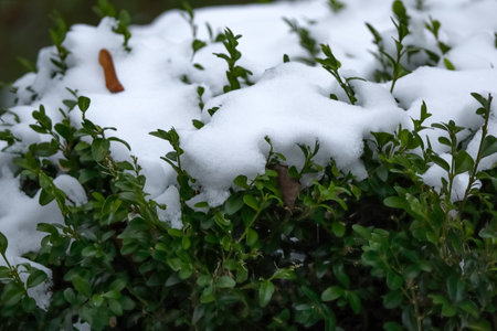 Green boxwood buxus hedge greenery covered in snow on a dull winter dayの写真素材