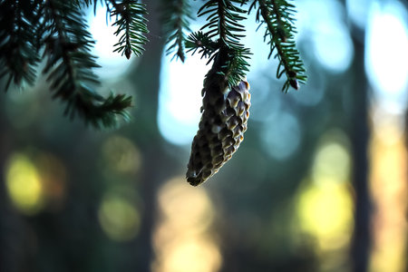 Pine cone hanging on a branch with green needles with bright yellow magical sunset light on backgroundの写真素材