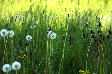 Confrontation of white fluffy dandelions and closed bud dandelions in front of green grass on park lawn on sunny dayの写真素材