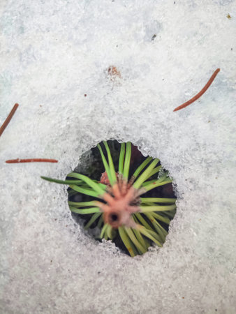 Pine tree small branch sheltering under snow top down view on hidden circular wheel shaped blurred branchの写真素材