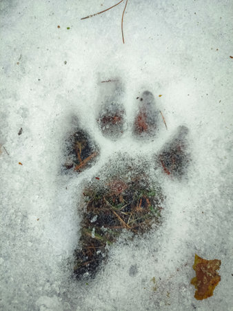 Textured black pawprint with visible traces of claws of a big dog in white snow with visible green grass under iceの写真素材