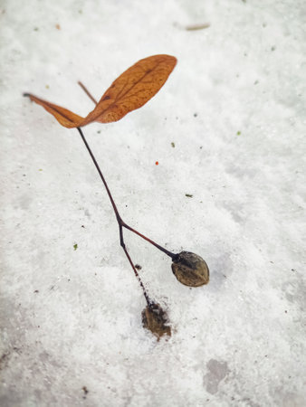 Fallen dry linden seeds lying on white snow in a winter park or forestの写真素材