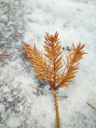 Fallen dry small pine branch tip looking like three fingers lying on white snow in a winter forestの写真素材