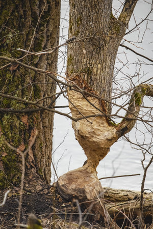 Beaver bitten tree trunk magically standing on a thin part of leftover wood during a gray day in nature near riverの写真素材