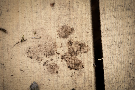 Big dog dirty paw black dirt footprint on light textured wooden board floor