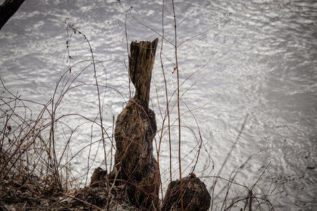 Beaver bitten tree stump with a thin part of leftover wood surrounded by long dry grass in nature near riverの写真素材